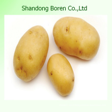 Suministro de patata estándar internacional de China